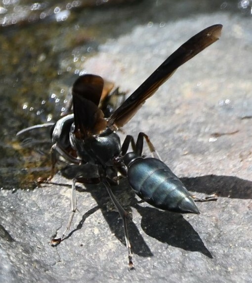 Synoeca septentrionalis image