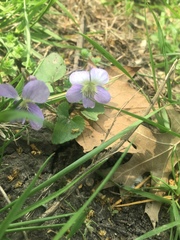 Viola sororia