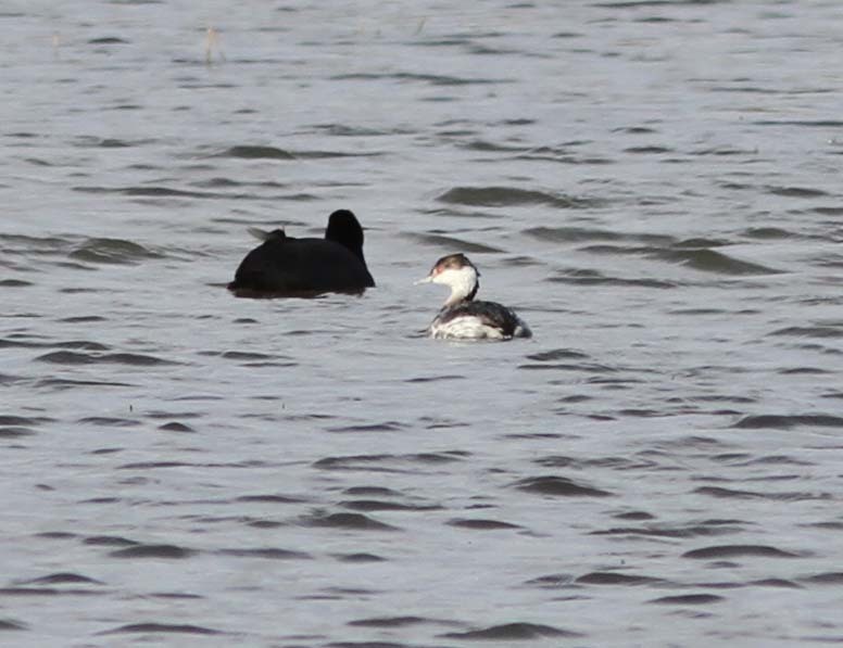 Horned Grebe from Mohave County, AZ, USA on February 6, 2017 at 04:26 ...