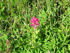 Castilleja parviflora oreopola