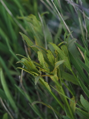 Puccinia sii-falcariae