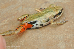 Eleutherodactylus albolabris