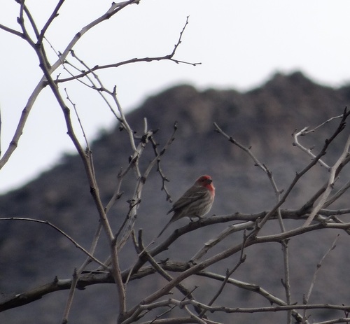 iNaturalist observation photo of House Finch