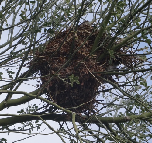 iNaturalist observation photo of Verdin