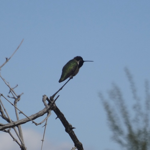 iNaturalist observation photo of Costa's Hummingbird