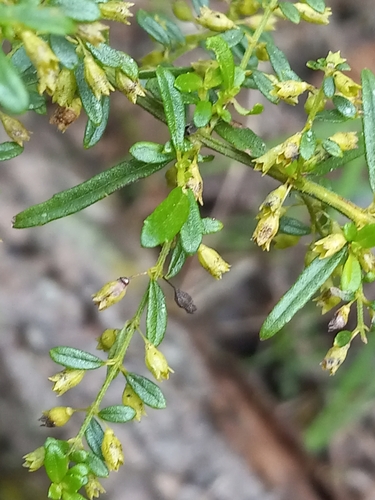 American bushmint (Condea americana)