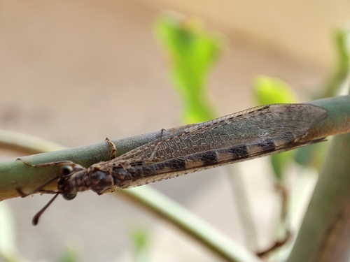 Myrmeleon (Myrmeleon) caliginosus