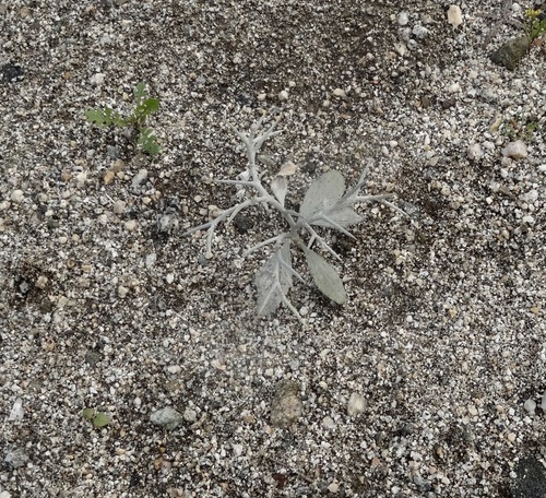 iNaturalist observation photo of Smoketree