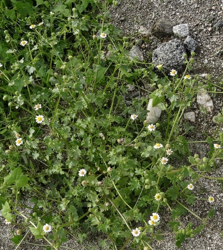 iNaturalist observation photo of Emory's rockdaisy