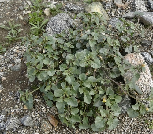 iNaturalist observation photo of Thickleaf Groundcherry