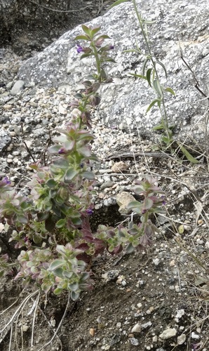 iNaturalist observation photo of Deep Canyon snapdragon