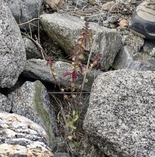 iNaturalist observation photo of Deep Canyon snapdragon