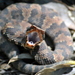Cottonmouth - Photo (c) Luke Pearson, some rights reserved (CC BY-NC), uploaded by Luke Pearson
