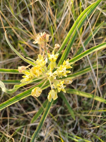 Asclepias mellodora