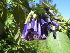 Iochroma cyaneum