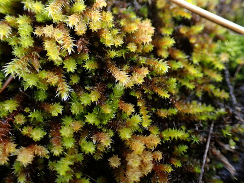 Image of Pseudobraunia californica by (c) Noah How, some rights reserved (CC BY)