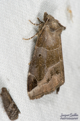 Plagiomimicus pityochromus