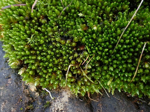 Image of Imbribryum miniatum by (c) Noah How, some rights reserved (CC BY)