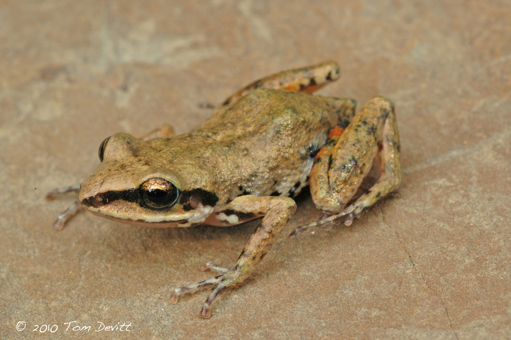White-Lipped Peeping Frog