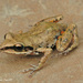 White-lipped Rain Frog - Photo (c) Tom Devitt, some rights reserved (CC BY), uploaded by Tom Devitt