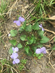 Viola sororia