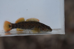 Caney Fork Darter photo 4