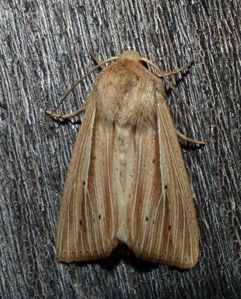 Many-lined Wainscot
