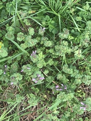 Lamium amplexicaule