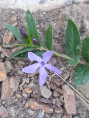 Vinca herbacea