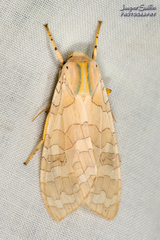 Halysidota tessellaris