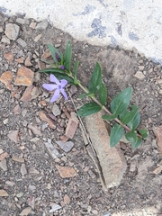 Vinca herbacea