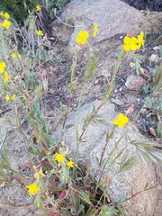 Camissoniopsis pallida