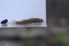 Coldwater Darter photo 4