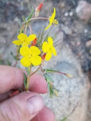 Camissoniopsis pallida