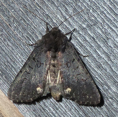 Melanchra assimilis