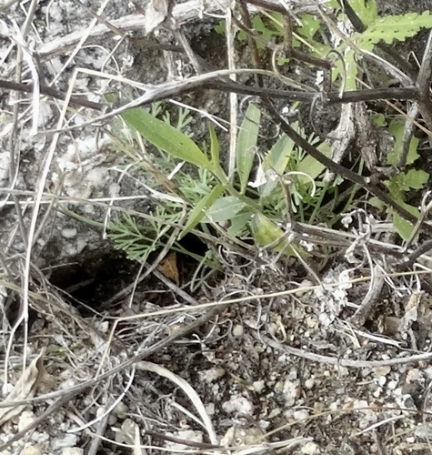 iNaturalist observation photo of Tangled Snapdragon