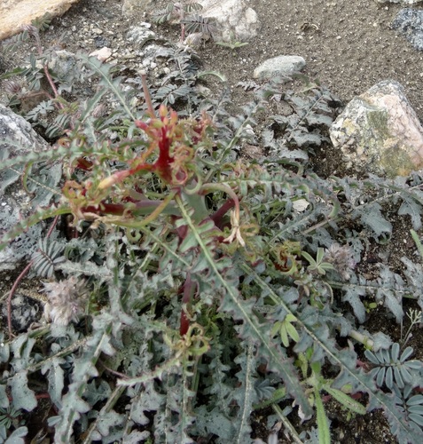 iNaturalist observation photo of California primrose