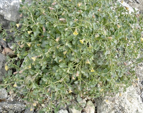 iNaturalist observation photo of Thickleaf Groundcherry