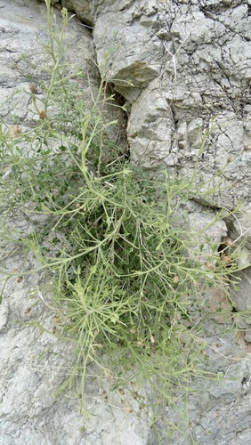 iNaturalist observation photo of Arrow-leaf