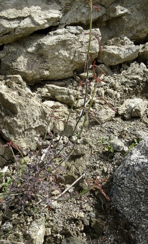 iNaturalist observation photo of Wand Holdback