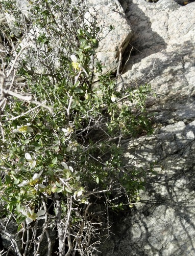 iNaturalist observation photo of Bigelow's crossosoma