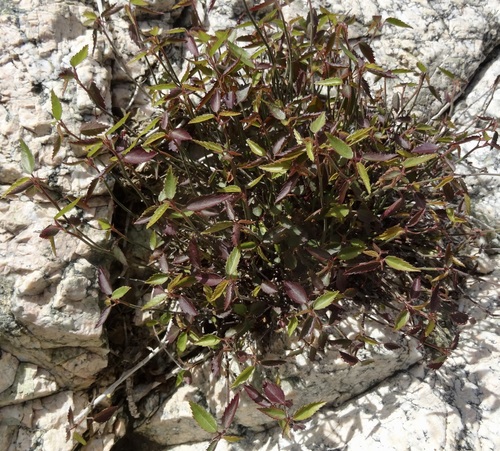 iNaturalist observation photo of California ayenia
