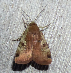 Cryptocala acadiensis