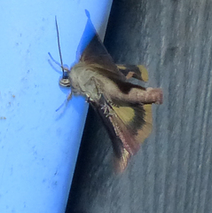 Cryptocala acadiensis