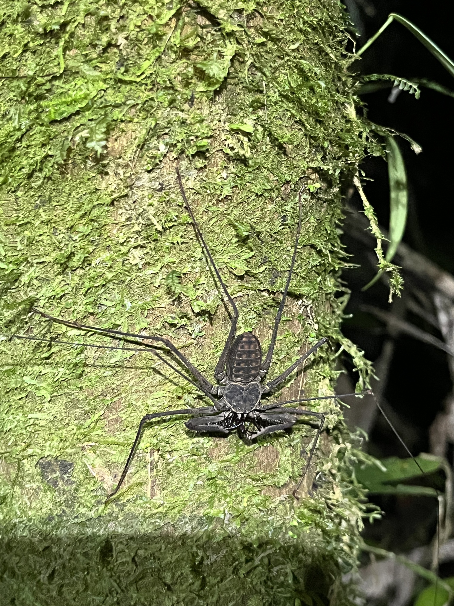 Heterophrynus batesii (Butler, 1873)