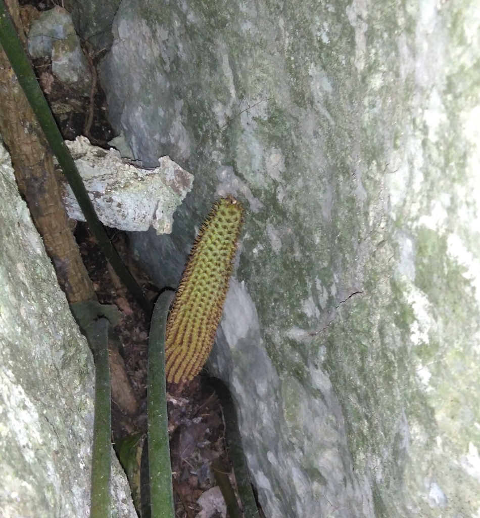 Ceratozamia decumbens in February 2024 by Carlos M VieyraRojas. Entre