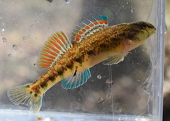 Coosa Darter photo 3
