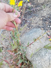 Camissoniopsis pallida