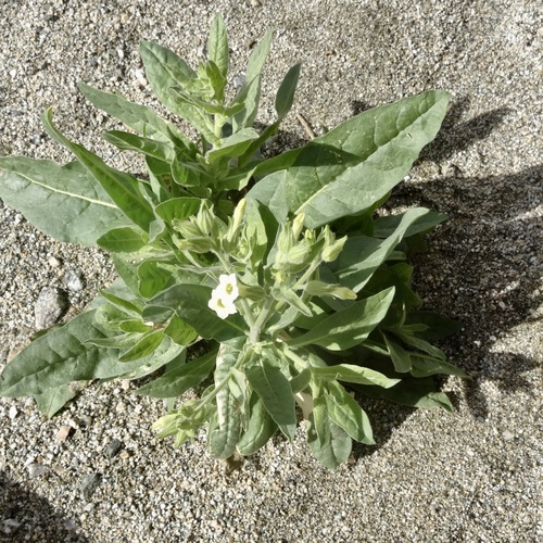 iNaturalist observation photo of desert tobacco