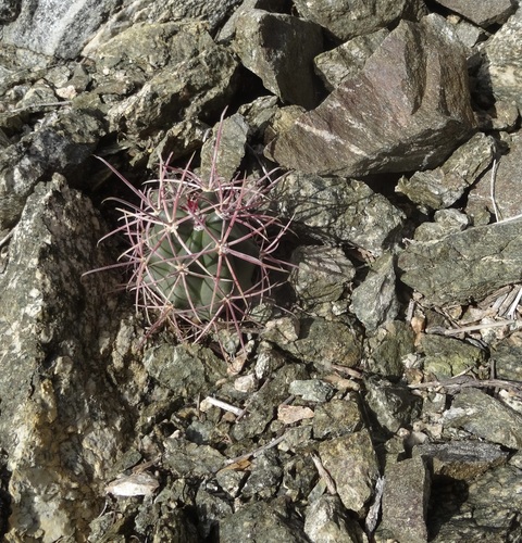 iNaturalist observation photo of California Barrel Cactus